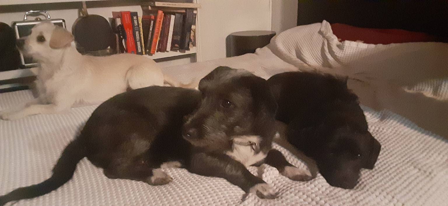 Dog care with daily photo updates